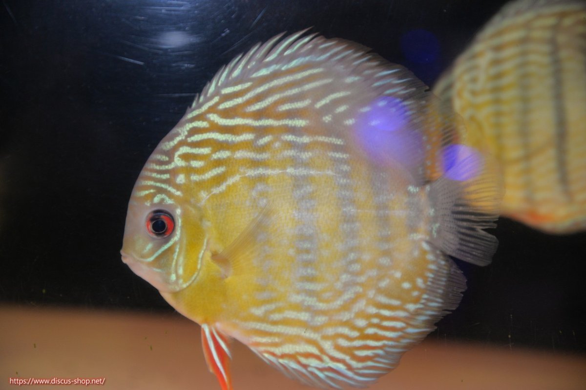 画像1: 【ワイルドディスカス】【通販】【５年ぶりの入荷】ラーゴタンバッキースーパーロイヤル【個体販売】14-15cm（生体）ラーゴタンバッキー産 (1)