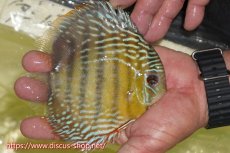 画像3: 【ワイルドディスカス】【通販】【５年ぶりの入荷】ラーゴタンバッキースーパーロイヤル【個体販売】14-15cm（生体）ラーゴタンバッキー産 (3)