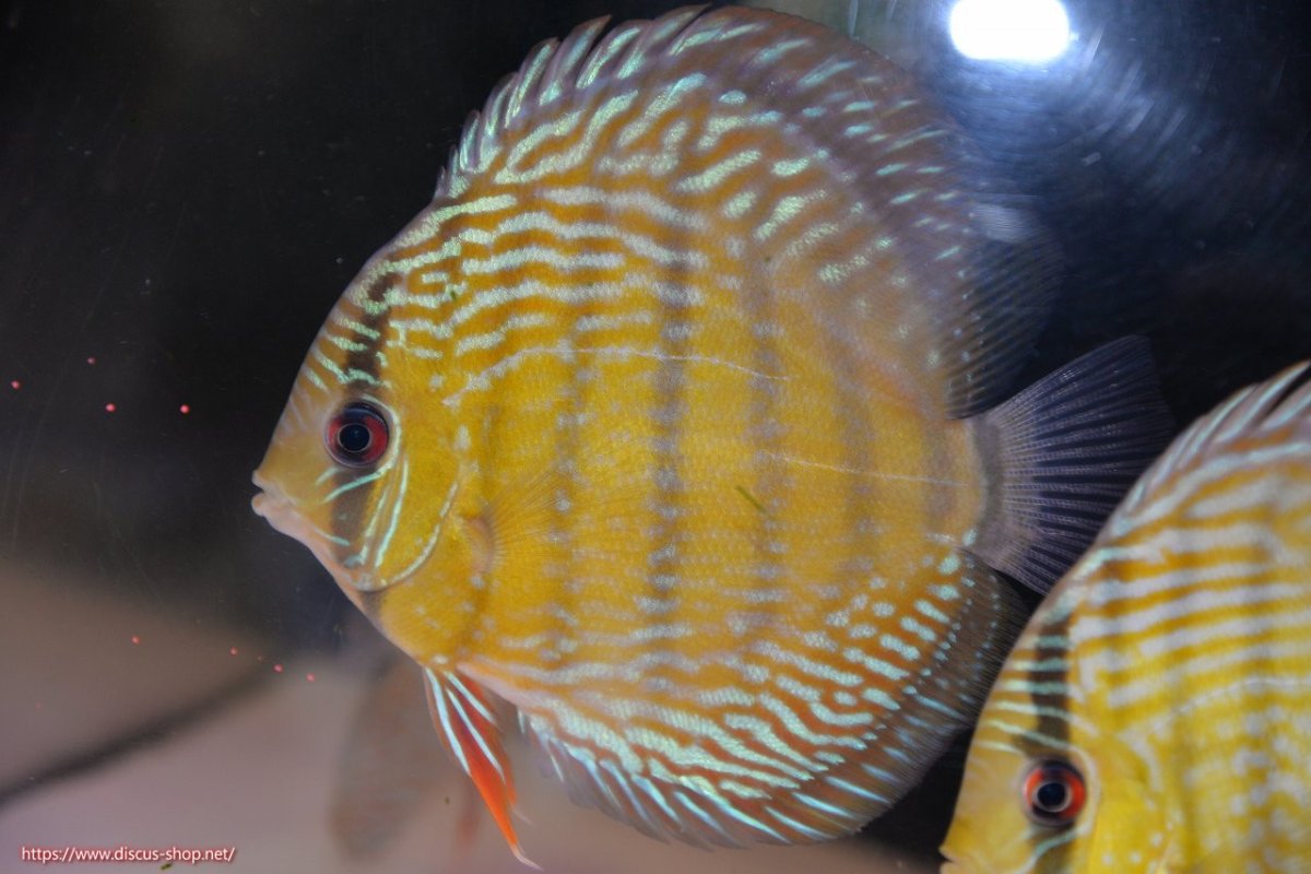 画像1: 【ワイルドディスカス】【通販】【５年ぶりの入荷】ラーゴタンバッキースーパーロイヤル【個体販売】14-15cm（生体）ラーゴタンバッキー産 (1)