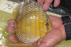 画像3: 【ワイルドディスカス】【通販】【５年ぶりの入荷】ラーゴタンバッキースーパーロイヤル【個体販売】14-15cm（生体）ラーゴタンバッキー産 (3)