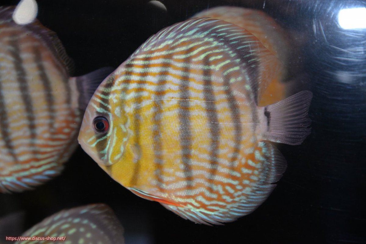 画像1: 【ワイルドディスカス】【通販】【５年ぶりの入荷】ラーゴタンバッキースーパーロイヤル【個体販売】14-15cm（生体）ラーゴタンバッキー産 (1)