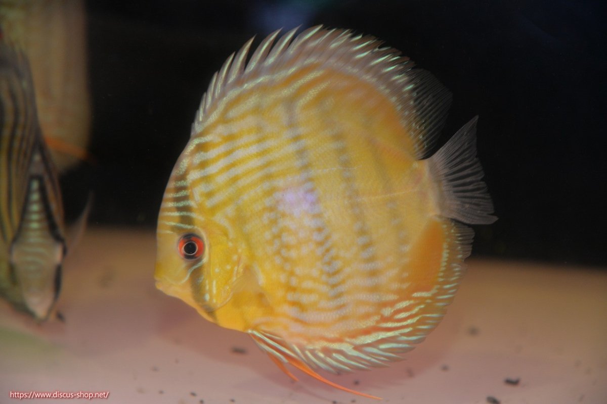 画像1: 【ワイルドディスカス】【通販】【５年ぶりの入荷】ラーゴタンバッキースーパーロイヤル【個体販売】14-15cm（生体）ラーゴタンバッキー産 (1)