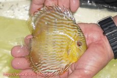 画像3: 【ワイルドディスカス】【通販】【５年ぶりの入荷】ラーゴタンバッキースーパーロイヤル【個体販売】14-15cm（生体）ラーゴタンバッキー産 (3)