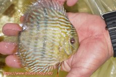 画像3: 【ワイルドディスカス】【通販】【５年ぶりの入荷】ラーゴタンバッキースーパーロイヤル　ヤングスター【個体販売】11cm（生体）ラーゴタンバッキー産 (3)