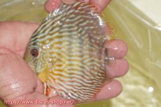 画像1: 【ワイルドディスカス】【通販】【５年ぶりの入荷】ラーゴタンバッキースーパーロイヤル　ヤングスター【個体販売】11cm（生体）ラーゴタンバッキー産 (1)