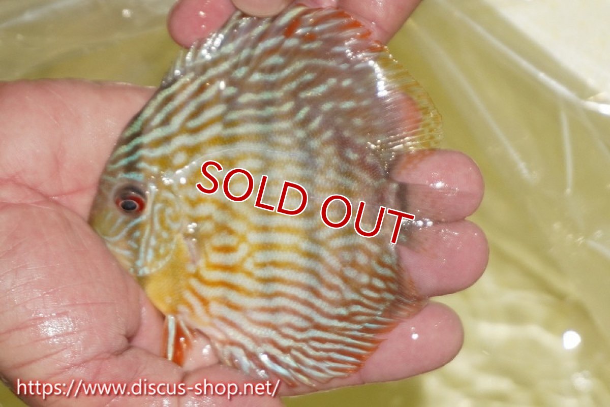 画像3: 【ワイルドディスカス】【通販】【５年ぶりの入荷】ラーゴタンバッキースーパーロイヤル　ヤングスター【個体販売】11cm（生体）ラーゴタンバッキー産 (3)