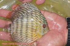 画像4: 【ワイルドディスカス】【通販】【５年ぶりの入荷】ラーゴタンバッキースーパーロイヤル　ヤングスター【個体販売】11cm（生体）ラーゴタンバッキー産 (4)