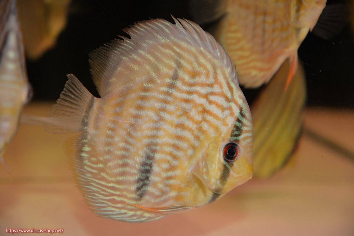 画像1: 【ワイルドディスカス】【通販】【５年ぶりの入荷】ラーゴタンバッキースーパーロイヤル　ヤングスター【個体販売】11cm（生体）ラーゴタンバッキー産 (1)