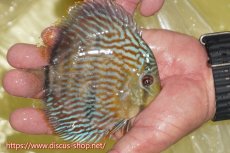 画像3: 【ワイルドディスカス】【通販】【５年ぶりの入荷】ラーゴタンバッキースーパーロイヤル　ヤングスター【個体販売】11cm（生体）ラーゴタンバッキー産 (3)