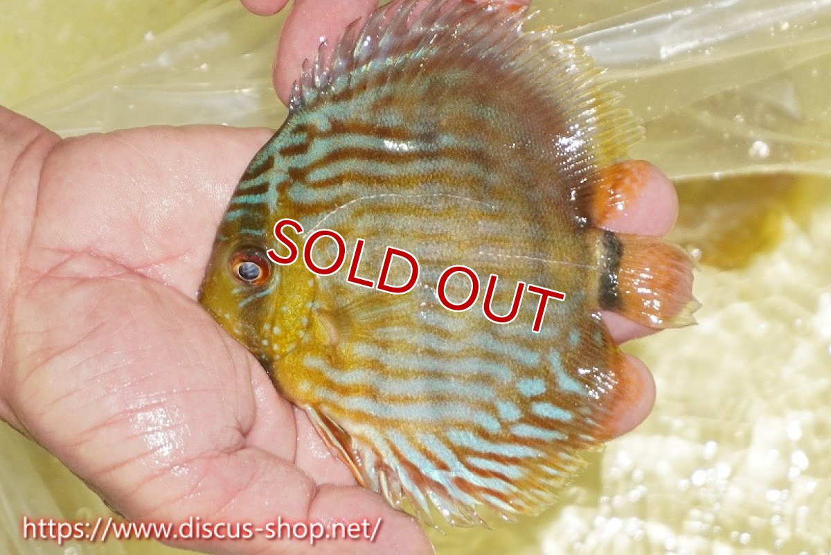画像1: 【決算セール対象個体】【ワイルドディスカス】【通販】【５年ぶりの入荷】ラーゴタンバッキースーパーロイヤル　ヤングスター【個体販売】11cm（生体）ラーゴタンバッキー産 (1)