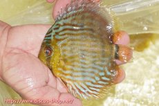 画像1: 【ワイルドディスカス】【通販】【５年ぶりの入荷】ラーゴタンバッキースーパーロイヤル　ヤングスター【個体販売】11cm（生体）ラーゴタンバッキー産 (1)