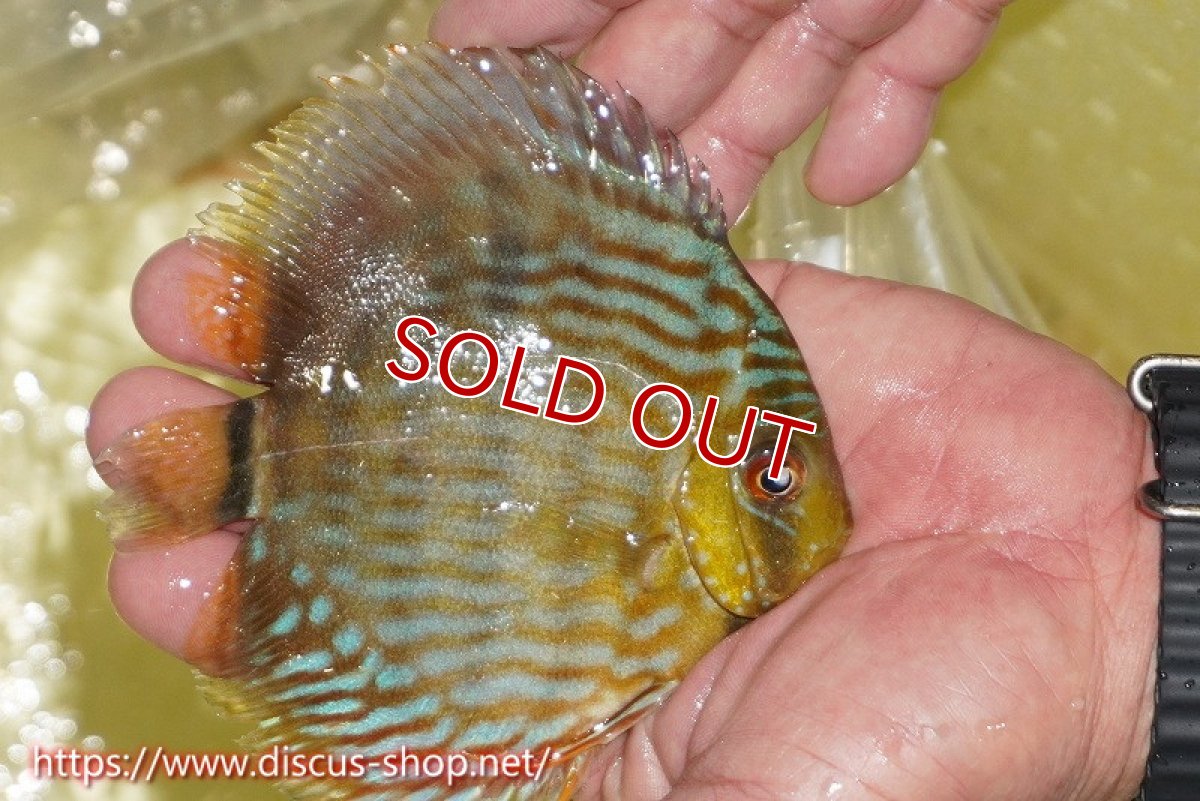 画像2: 【決算セール対象個体】【ワイルドディスカス】【通販】【５年ぶりの入荷】ラーゴタンバッキースーパーロイヤル　ヤングスター【個体販売】11cm（生体）ラーゴタンバッキー産 (2)