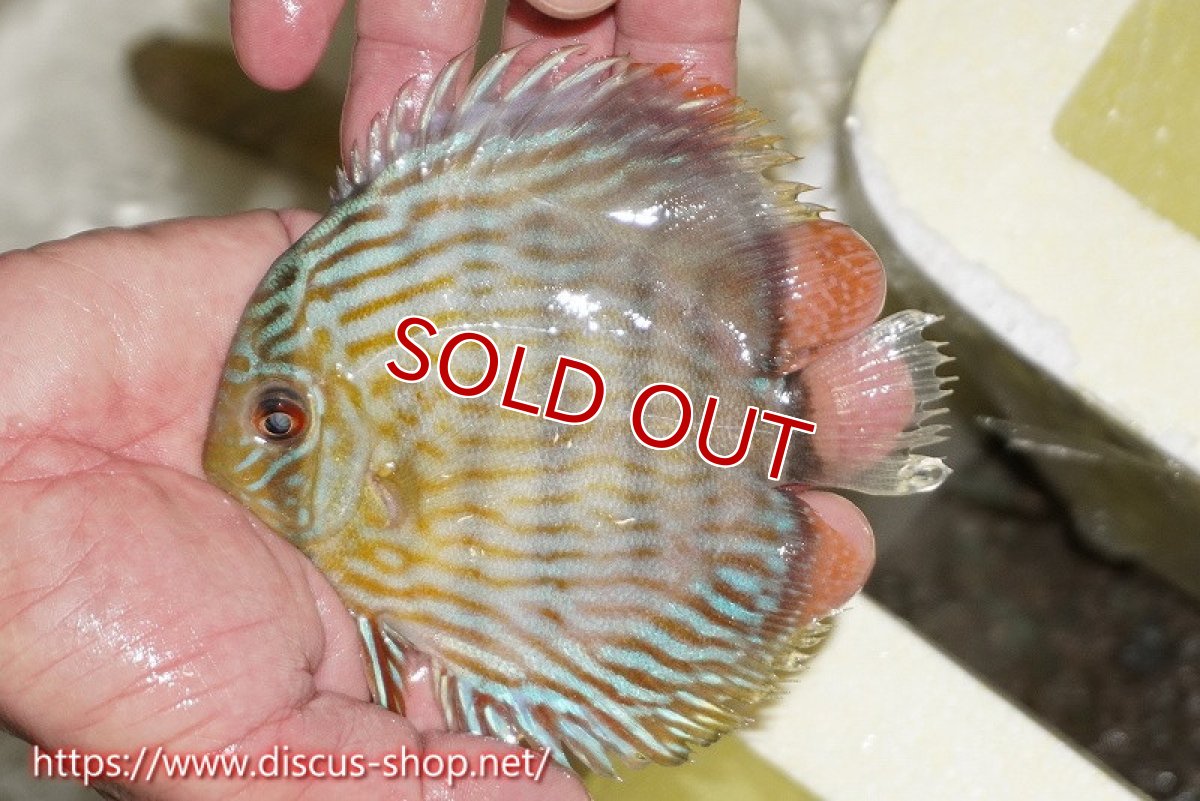 画像1: 【ワイルドディスカス】【通販】【５年ぶりの入荷】ラーゴタンバッキースーパーロイヤル　ヤングスター【個体販売】11cm（生体）ラーゴタンバッキー産 (1)