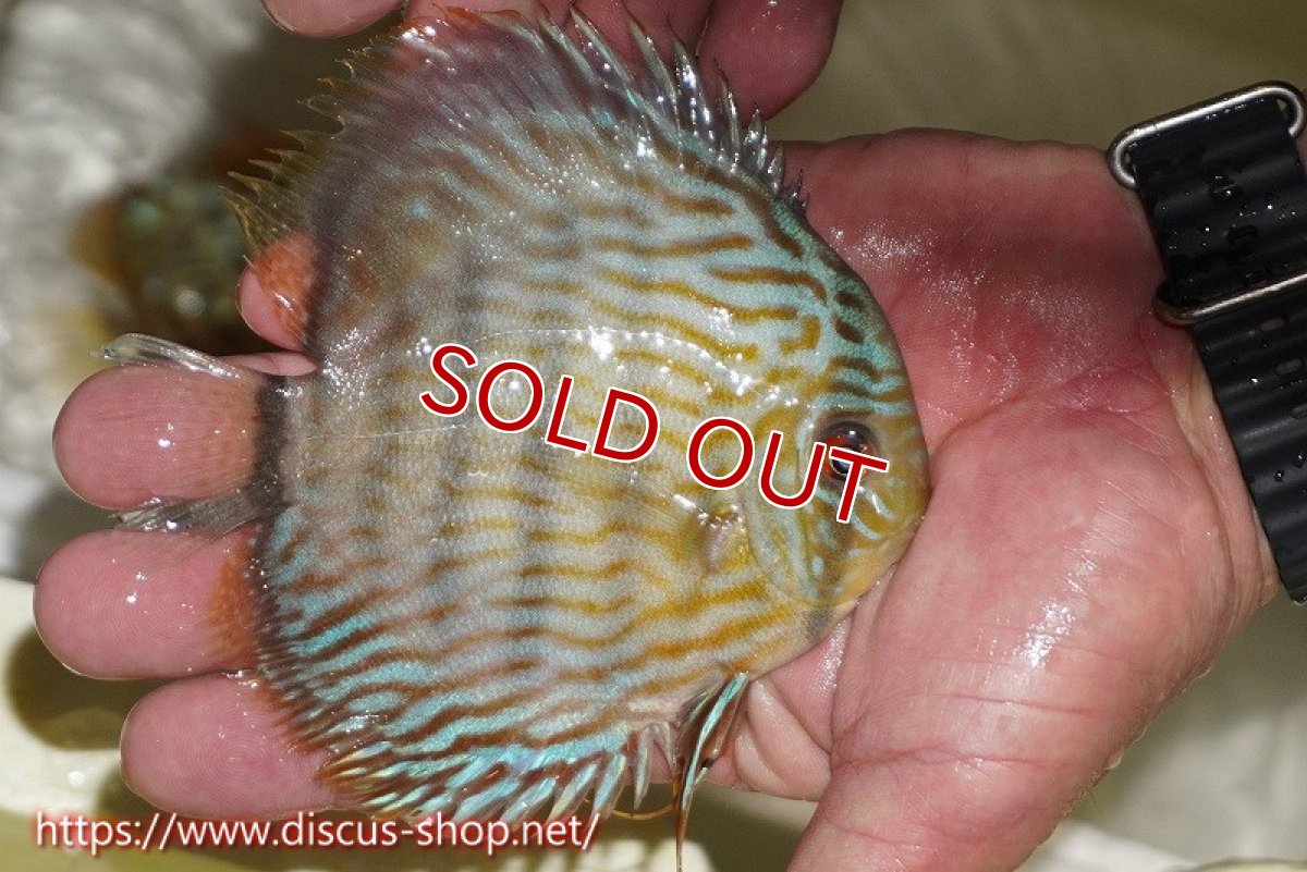 画像3: 【決算セール対象個体】【ワイルドディスカス】【通販】【５年ぶりの入荷】ラーゴタンバッキースーパーロイヤル　ヤングスター【個体販売】11cm（生体）ラーゴタンバッキー産 (3)
