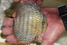 画像3: 【決算セール対象個体】【ワイルドディスカス】【通販】【５年ぶりの入荷】ラーゴタンバッキースーパーロイヤル　ヤングスター【個体販売】11cm（生体）ラーゴタンバッキー産 (3)