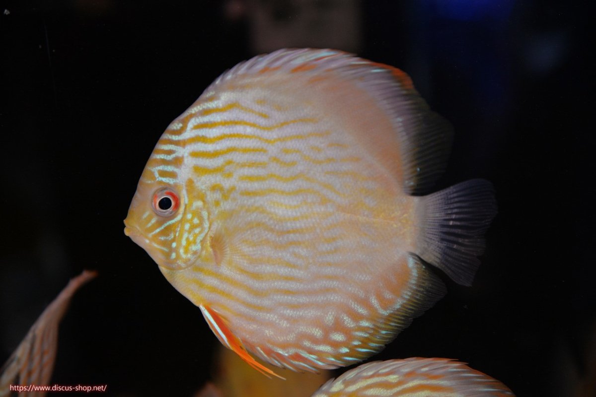 画像1: 【ワイルドディスカス】【通販】【５年ぶりの入荷】ラーゴタンバッキースーパーロイヤル　ヤングスター【個体販売】11cm（生体）ラーゴタンバッキー産 (1)