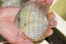 画像1: 【ワイルドディスカス】【通販】【５年ぶりの入荷】ラーゴタンバッキースーパーロイヤル　ヤングスター【個体販売】11cm（生体）ラーゴタンバッキー産 (1)