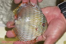 画像3: 【ワイルドディスカス】【通販】【５年ぶりの入荷】ラーゴタンバッキースーパーロイヤル　ヤングスター【個体販売】11cm（生体）ラーゴタンバッキー産 (3)