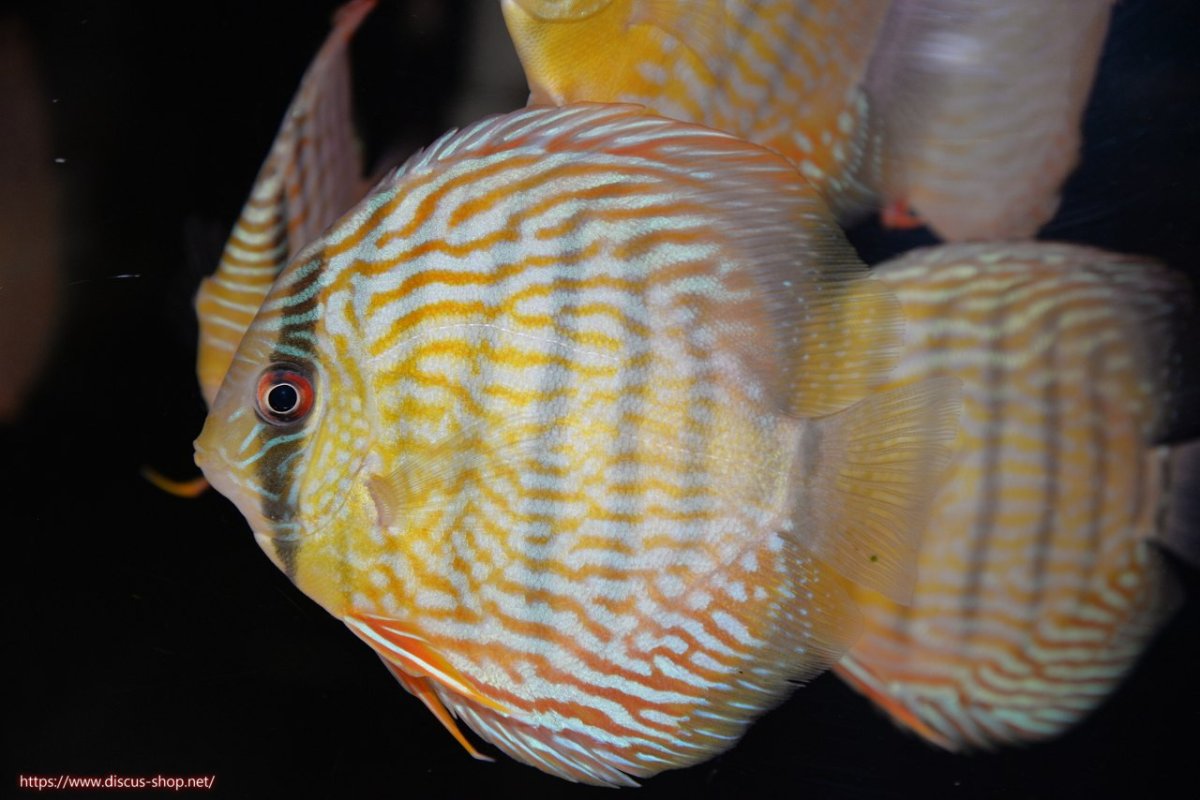 画像1: 【ワイルドディスカス】【通販】【５年ぶりの入荷】ラーゴタンバッキースーパーロイヤル　ヤングスター【個体販売】11cm（生体）ラーゴタンバッキー産 (1)