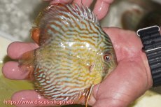 画像3: 【ワイルドディスカス】【通販】【５年ぶりの入荷】ラーゴタンバッキースーパーロイヤル　ヤングスター【個体販売】11cm（生体）ラーゴタンバッキー産 (3)