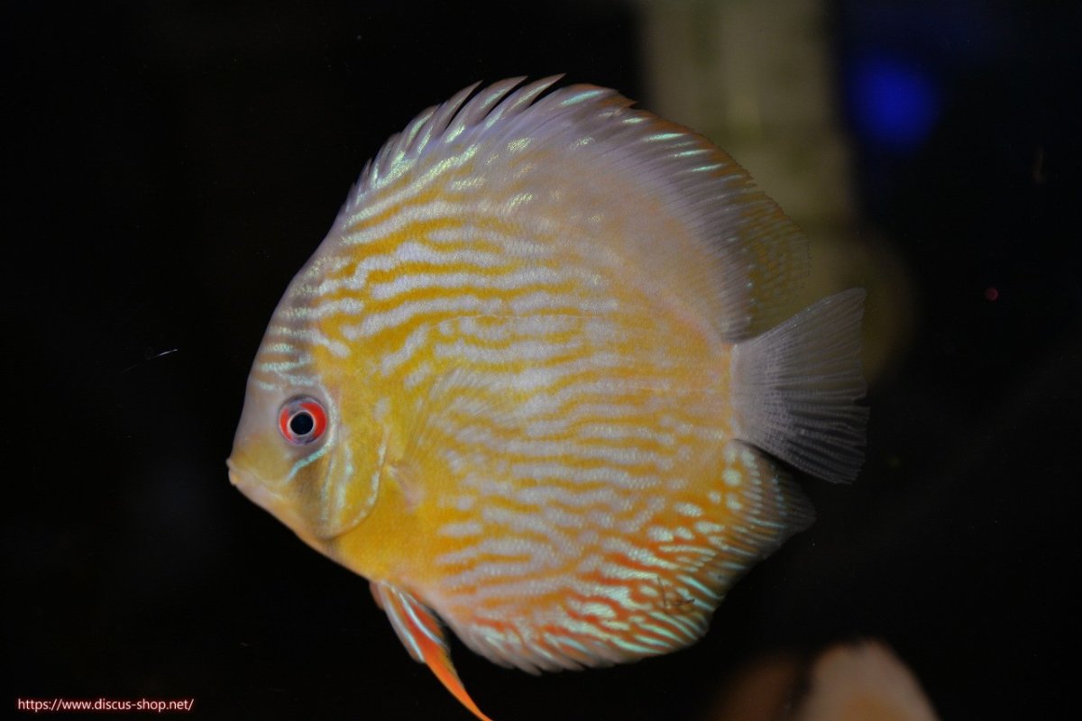 画像1: 【ワイルドディスカス】【通販】【５年ぶりの入荷】ラーゴタンバッキースーパーロイヤル　ヤングスター【個体販売】11cm（生体）ラーゴタンバッキー産 (1)