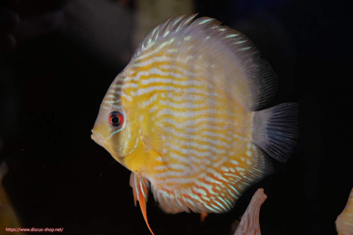 画像2: 【ワイルドディスカス】【通販】【５年ぶりの入荷】ラーゴタンバッキースーパーロイヤル　ヤングスター【個体販売】11cm（生体）ラーゴタンバッキー産 (2)