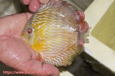 画像3: 【ワイルドディスカス】【通販】【５年ぶりの入荷】ラーゴタンバッキースーパーロイヤル　ヤングスター【個体販売】11cm（生体）ラーゴタンバッキー産 (3)