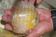 画像4: 【ワイルドディスカス】【通販】【５年ぶりの入荷】ラーゴタンバッキースーパーロイヤル　ヤングスター【個体販売】11cm（生体）ラーゴタンバッキー産 (4)