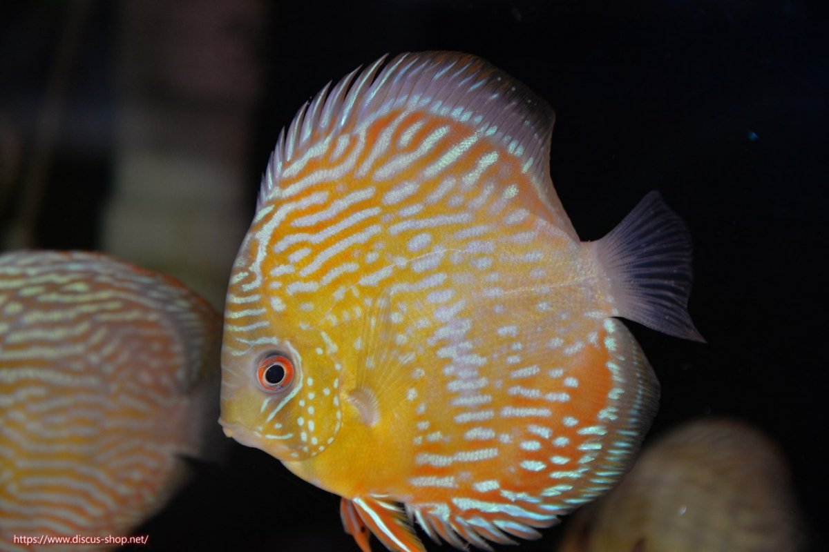 画像1: 【ワイルドディスカス】【通販】【５年ぶりの入荷】ラーゴタンバッキースーパーロイヤル　ヤングスター【個体販売】11cm（生体）ラーゴタンバッキー産 (1)