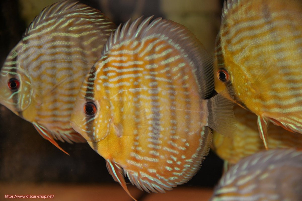 画像2: 【ワイルドディスカス】【通販】【５年ぶりの入荷】ラーゴタンバッキースーパーロイヤル　ヤングスター【個体販売】11cm（生体）ラーゴタンバッキー産 (2)