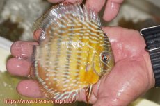 画像2: 【ワイルドディスカス】【通販】【５年ぶりの入荷】ラーゴタンバッキースーパーロイヤル　ヤングスター【個体販売】11cm（生体）ラーゴタンバッキー産 (2)