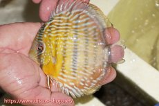 画像3: 【ワイルドディスカス】【通販】【５年ぶりの入荷】ラーゴタンバッキースーパーロイヤル　ヤングスター【個体販売】11cm（生体）ラーゴタンバッキー産 (3)