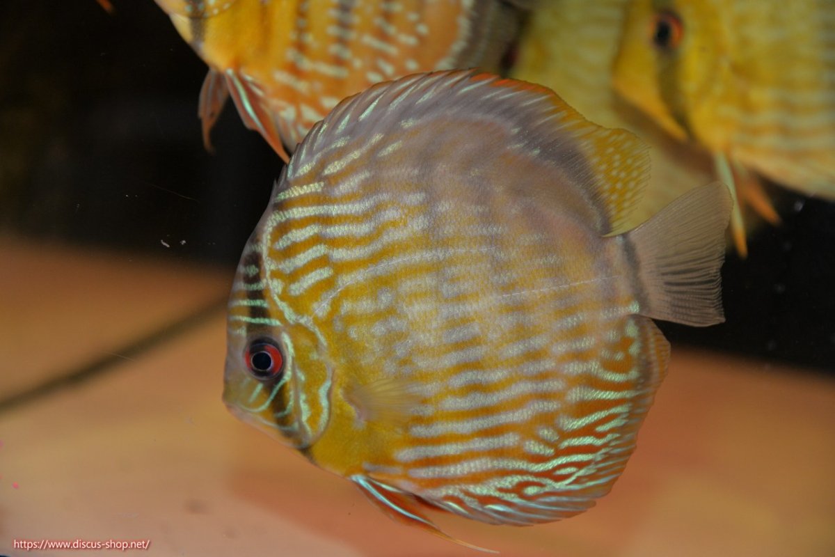 画像1: 【ワイルドディスカス】【通販】【５年ぶりの入荷】ラーゴタンバッキースーパーロイヤル　ヤングスター【個体販売】11cm（生体）ラーゴタンバッキー産 (1)