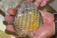 画像2: 【ワイルドディスカス】【通販】【５年ぶりの入荷】ラーゴタンバッキースーパーロイヤル　ヤングスター【個体販売】11cm（生体）ラーゴタンバッキー産 (2)