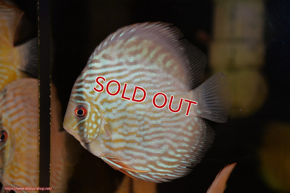 画像1: 【決算セール対象個体】【ワイルドディスカス】【通販】【５年ぶりの入荷】ラーゴタンバッキースーパーロイヤル　ヤングスター【個体販売】11cm（生体）ラーゴタンバッキー産 (1)