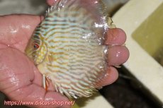 画像1: 【ワイルドディスカス】【通販】【５年ぶりの入荷】ラーゴタンバッキースーパーロイヤル　ヤングスター【個体販売】11cm（生体）ラーゴタンバッキー産 (1)