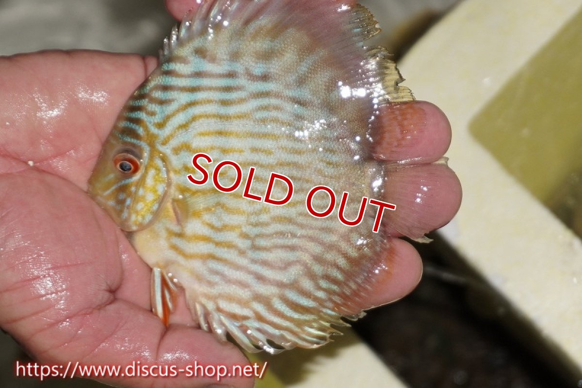 画像2: 【決算セール対象個体】【ワイルドディスカス】【通販】【５年ぶりの入荷】ラーゴタンバッキースーパーロイヤル　ヤングスター【個体販売】11cm（生体）ラーゴタンバッキー産 (2)