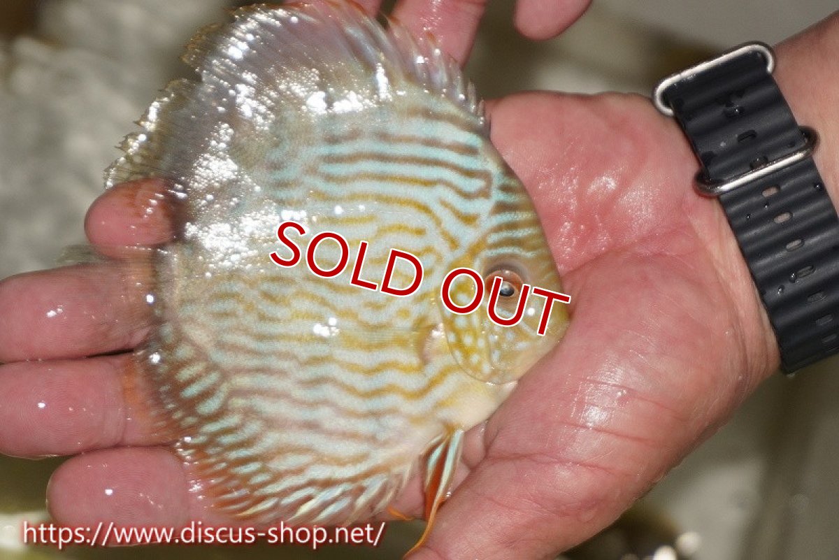 画像3: 【決算セール対象個体】【ワイルドディスカス】【通販】【５年ぶりの入荷】ラーゴタンバッキースーパーロイヤル　ヤングスター【個体販売】11cm（生体）ラーゴタンバッキー産 (3)