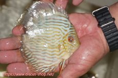画像3: 【決算セール対象個体】【ワイルドディスカス】【通販】【５年ぶりの入荷】ラーゴタンバッキースーパーロイヤル　ヤングスター【個体販売】11cm（生体）ラーゴタンバッキー産 (3)