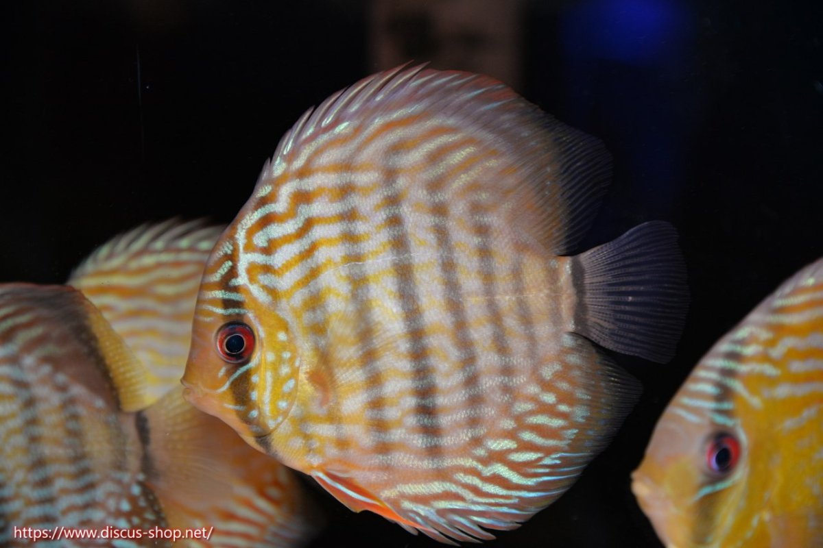 画像1: 【30周年記念セール対象個体】【ワイルドディスカス】【通販】【５年ぶりの入荷】ラーゴタンバッキースーパーロイヤル　ヤングスター【個体販売】11cm（生体）ラーゴタンバッキー産 (1)