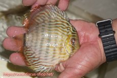 画像2: 【ワイルドディスカス】【通販】【５年ぶりの入荷】ラーゴタンバッキースーパーロイヤル　ヤングスター【個体販売】11cm（生体）ラーゴタンバッキー産 (2)