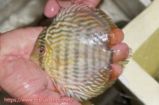 画像3: 【30周年記念セール対象個体】【ワイルドディスカス】【通販】【５年ぶりの入荷】ラーゴタンバッキースーパーロイヤル　ヤングスター【個体販売】11cm（生体）ラーゴタンバッキー産 (3)