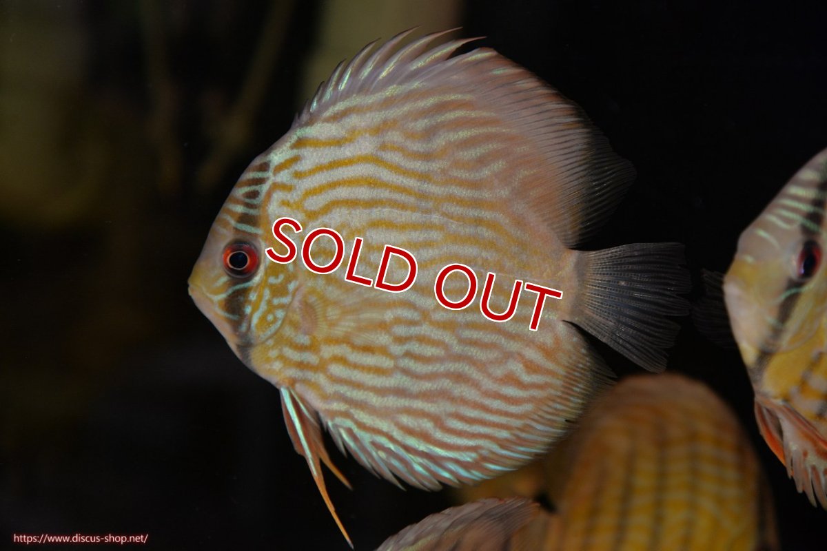 画像1: 【決算セール対象個体】【ワイルドディスカス】【通販】【５年ぶりの入荷】ラーゴタンバッキースーパーロイヤル　ヤングスター【個体販売】11cm（生体）ラーゴタンバッキー産 (1)