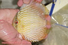 画像1: 【ワイルドディスカス】【通販】【５年ぶりの入荷】ラーゴタンバッキースーパーロイヤル　ヤングスター【個体販売】11cm（生体）ラーゴタンバッキー産 (1)