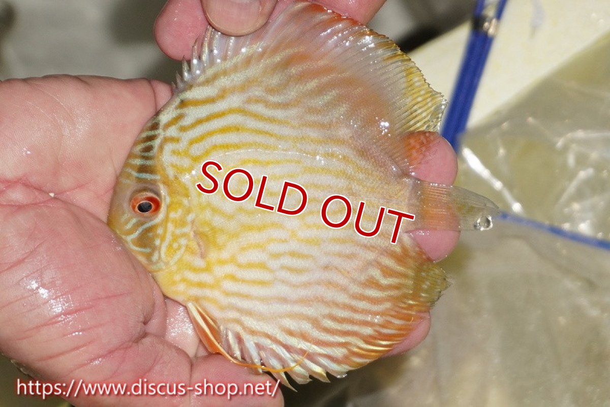画像2: 【決算セール対象個体】【ワイルドディスカス】【通販】【５年ぶりの入荷】ラーゴタンバッキースーパーロイヤル　ヤングスター【個体販売】11cm（生体）ラーゴタンバッキー産 (2)