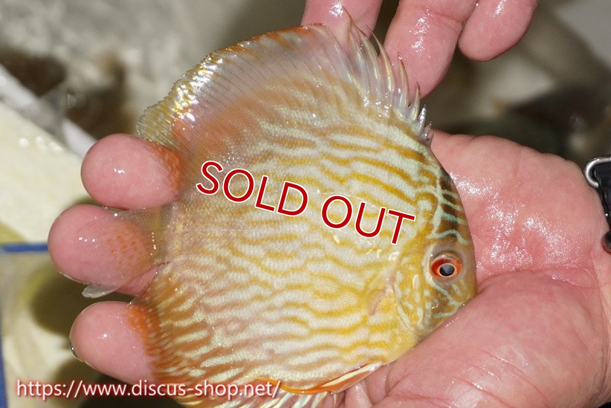 画像3: 【決算セール対象個体】【ワイルドディスカス】【通販】【５年ぶりの入荷】ラーゴタンバッキースーパーロイヤル　ヤングスター【個体販売】11cm（生体）ラーゴタンバッキー産 (3)