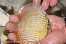 画像3: 【決算セール対象個体】【ワイルドディスカス】【通販】【５年ぶりの入荷】ラーゴタンバッキースーパーロイヤル　ヤングスター【個体販売】11cm（生体）ラーゴタンバッキー産 (3)