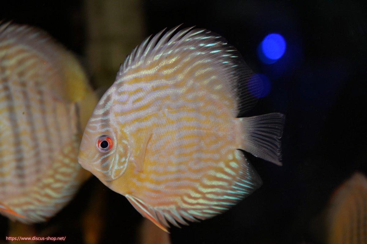 画像1: 【ワイルドディスカス】【通販】【５年ぶりの入荷】ラーゴタンバッキースーパーロイヤル　ヤングスター【個体販売】11cm（生体）ラーゴタンバッキー産 (1)