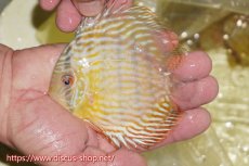 画像1: 【ワイルドディスカス】【通販】【５年ぶりの入荷】ラーゴタンバッキースーパーロイヤル　ヤングスター【個体販売】11cm（生体）ラーゴタンバッキー産 (1)