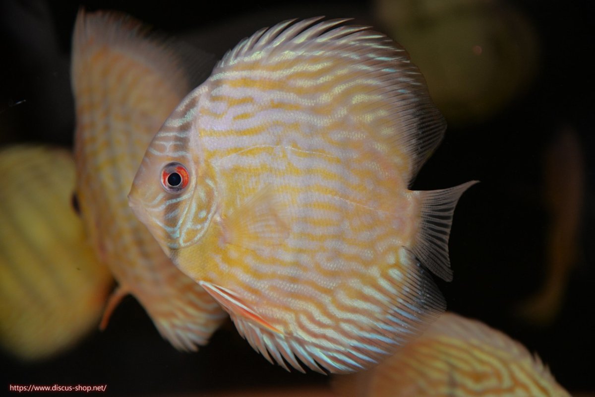 画像2: 【ワイルドディスカス】【通販】【５年ぶりの入荷】ラーゴタンバッキースーパーロイヤル　ヤングスター【個体販売】11cm（生体）ラーゴタンバッキー産 (2)